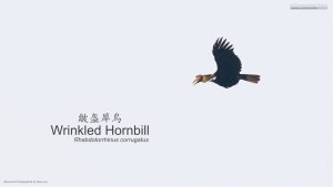 Wrinkled Hornbill, Borneo