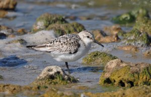 Sanderling