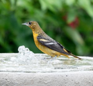 Oriole Bathing