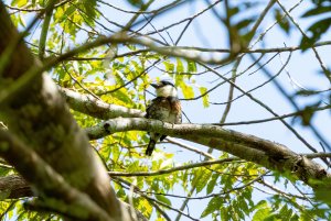 Brown-banded Puffbird