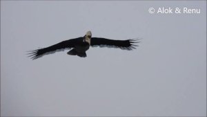 Himalayas-752 : Oriental Pied Hornbill : six individuals feeding at daybreak : Wildlife of India by Renu Tewari and Alok Tewari