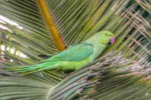 Rose-ringed Parakeet