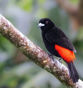 Scarlet-rumped Tanager, male