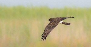 Northern Harrier (1st yr bird)