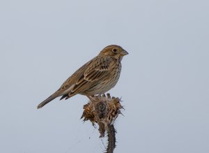 Corn bunting