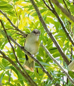 Yellow-green Vireo