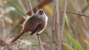 bearded reedling (female)