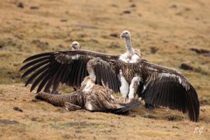 Fighting Himalayan griffons