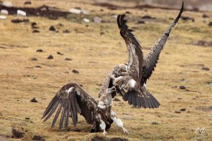 Fighting Himalayan griffons