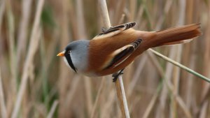 bearded reedling (male)