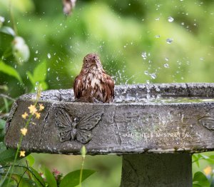 Thrasher Bath