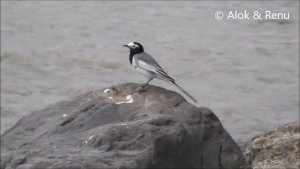 White Wagtail : singing/calling : Amazing Wildlife of India by Renu Tewari and Alok Tewari