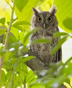 Pacific Screech Owl