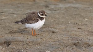 common ringed plover