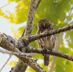 Ferruginous Pygmy Owl