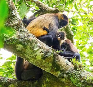 Geoffroy's Spider Monkey