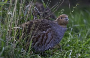 Grey Partridge parent