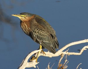 Green Heron