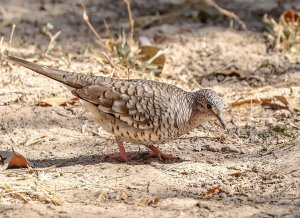 Scaled Dove