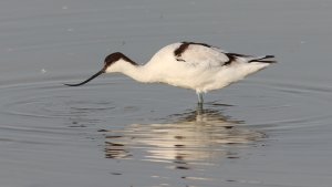 pied avocet