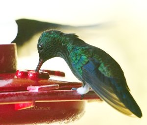 Steely-vented Hummingbird