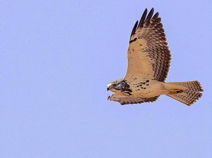 Swainson's Hawk