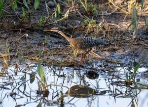 Sunbittern