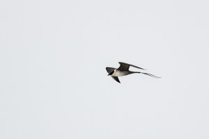 Long-tailed skua