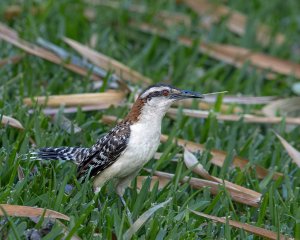 Rufous-naped Wren