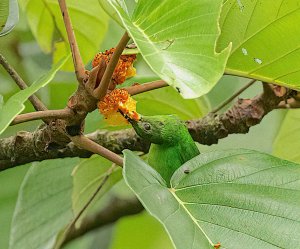 Green Honeycreeper (female)