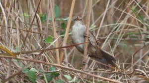 cetti's warbler