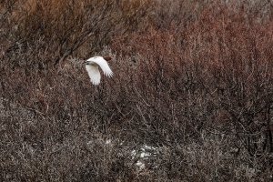 Willow ptarmigan in flight