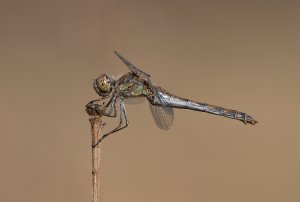 Common Darter