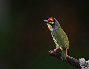 Coppersmith Barbet.