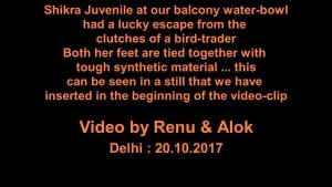 Shikra at balcony water-bath : Amazing Wildlife of India by Renu Tewari and Alok Tewari