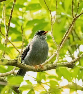 Black-faced Solitaire