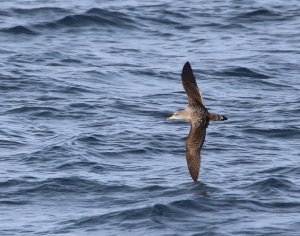 Cory's Shearwater.JPG