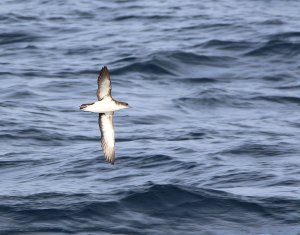 Manx Shearwater.JPG