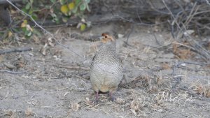 Grey Francolin