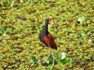 Wattled Jacana