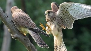 Young Kestrel brothers exchange affection