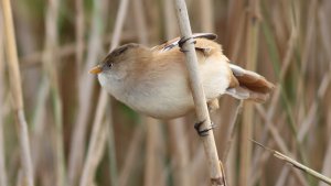 bearded reedling (female)