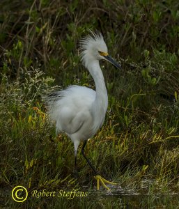 Snowy Egret