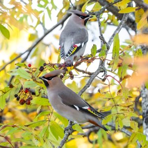 Bohemian waxwing