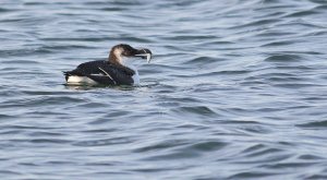 Razorbill