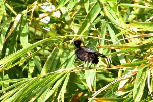 Copper Sunbird