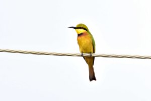 Little Bee-Eater