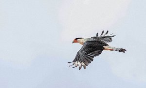 Crested Caracara