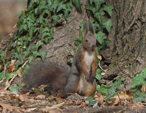 Eurasian Red Squirrel