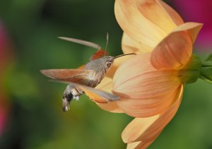 Hummingbird Hawk-Moth